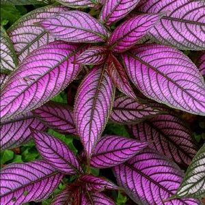 Meet your Posher, Lorrie